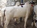 Cow Mandi 2013 images Cow Mandi 2013