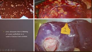 Ruminal Parakeratosis In Cattle And Sheep