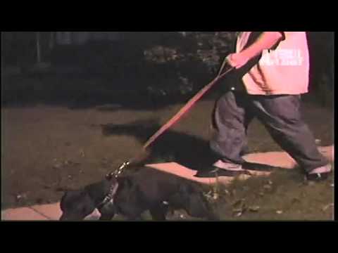 Peleas de Perros Pitbull enemigo publico.mp4