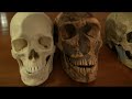 Comparison of Neanderthal, Cro-Magnon and Modern Human Skulls