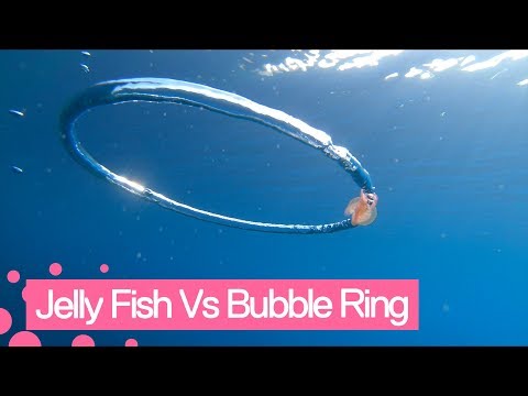 Jellyfish goes for a spin after wrapping itself around bubble ring.