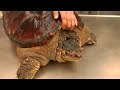 Reptiles, Amphibians, Invertebrates & Small Pets : Common Snapping Turtle Facts