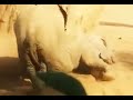 Funny Elephant Mating Breeding Love Close Up images Funny Elephant Mating Breeding Love Close Up