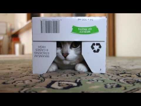 【ニャンダム】箱の鎧をピッタリと纏った猫の動画