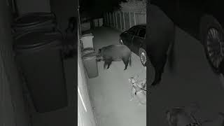 Alley Bin Cam Ir Wild Boar Rams Cansbulldog At Heel Adult Takes Cover No Contact Sora Ai