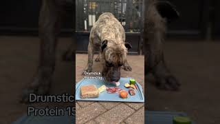 Feeding My Presa Canario Over 100G Protein