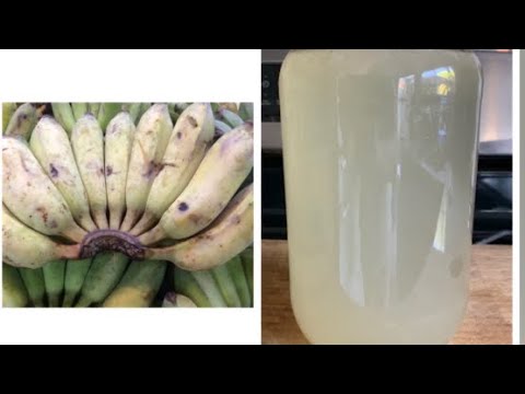 Cách làm dấm nuôi bằng chuối. Cực kỳ đơn giản. Dấm nuôi tốt cho sức khỏe/ Món ngon mẹ nấu