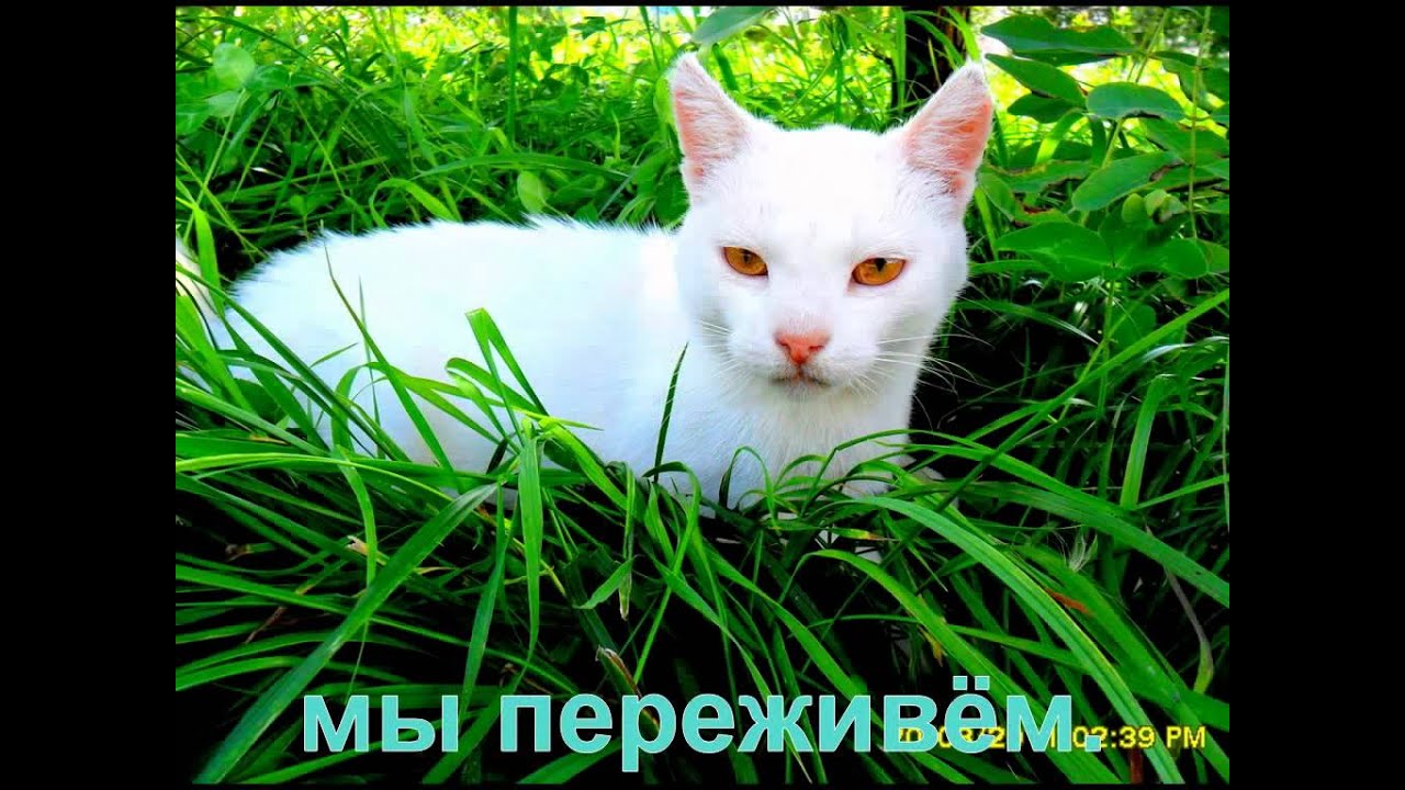 песенка кота леопольда слушать песенка кота леопольда слушать