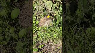 Hedgehog In The Grass / Ёжик В Траве