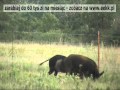 Polowanie myśliwego na dwa duże Dziki.
