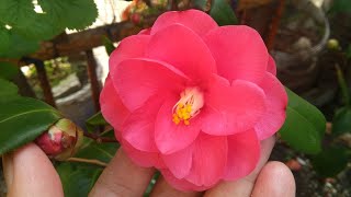 Kamelya Çiçeği Bakımı Ve Üretimi Camellia Japonica