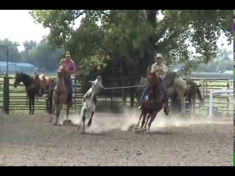 breakaway roping horses for sale breakaway roping horses for sale