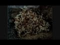 Day 306 - Tetramorium caespitum colony (Pupae & Larvae Chambers) [HD]