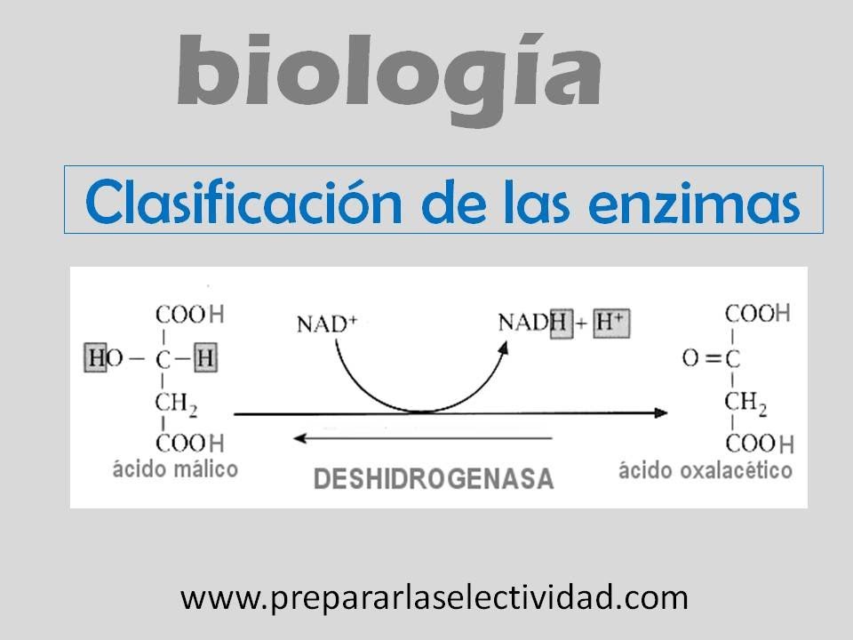 ENZIMAS VIDEO enzimas video: