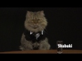 If Cats Went On Talk Shows