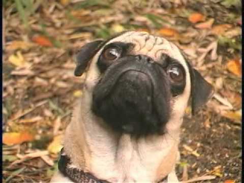 pug singing happy birthday pug singing happy birthday pug singing happy birthday pug singing happy birthday