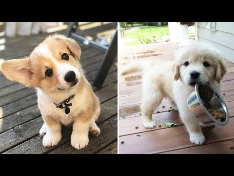 ♥Cute Puppies Doing Funny Things 2020♥ #10 Cutest Dogs