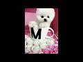 ♥Cute Puppies Doing Funny Things 2020♥ #10 Cutest Dogs
