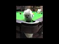 ♥Cute Puppies Doing Funny Things 2020♥ #10 Cutest Dogs