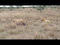 Lions eat zebra