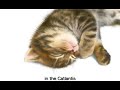 Catlantis Calling "English subtitles"　猫豆福耳堂