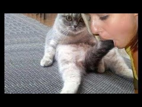 Кошка Вылизывает Порно