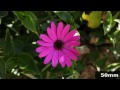 Canon EF-S 18-135mm f/3.5-5.6 IS video test HD 1080p - Zoom: Close - Photos (Violet flower)