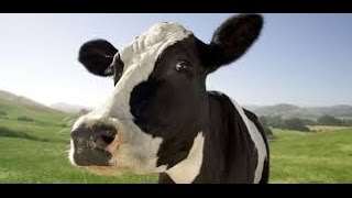 Cow and Chicken Riddle Reaction