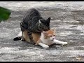 Cat mating ~ Female Cats Scream