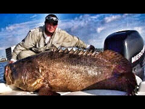 500 Pound Bass Goliath Grouper Jewfish Chew On This!