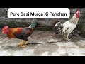 Pure Desi Murga || देशी मुर्गे की पहचान || Aggressive Murga