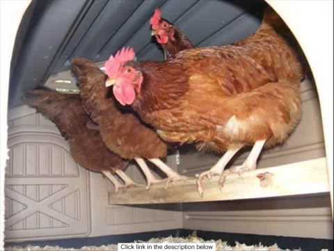 Formex Snap Lock Standard Chicken Coop Backyard Hen House 3-4 Large 4 ...