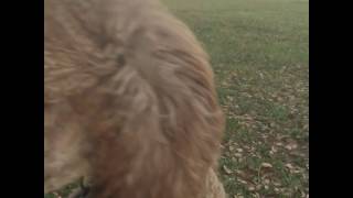 Bohemian Garden Poodles Judith Lets Her Hair Down At The Park Bohemian Garden Poodles Judith Lets Her Hair Down At The Park