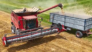 Wheat Harvest 2025 Case Ih 7088 2388 Harvest 2025