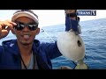mancing ikan putihan di selat madura bersama KOMPAS (KOMunitas PemAncing Samudera).ing