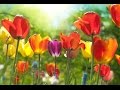 Peaceful Music, Relaxing Music, Instrumental Music, "A Thought of Spring" by Tim Janis