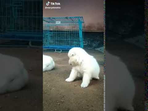 MALAYALAM FUNNY DOGS MASHUP