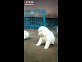 MALAYALAM FUNNY DOGS MASHUP