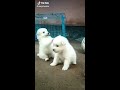 MALAYALAM FUNNY DOGS MASHUP