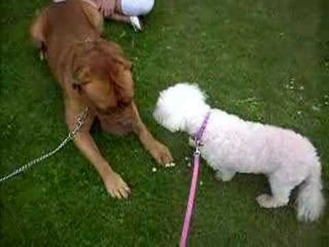 dogue de bordeaux cross pitbull. Laliq meets Dogue de Bordeaux