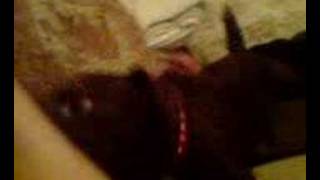 Patterdale Terrier Alfie Attack