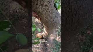 Indian Man Climbs A Mango Tree To Save The Life Of A Giant African Lion