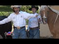 Cuarto de milla TV - American Quarter y paint horses