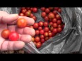 CHERRY TOMATO SPLITTING TIPS