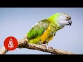 This Pint-Sized Parrot Has a Big Personality