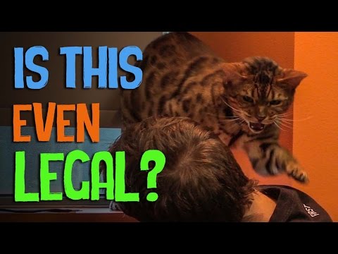 Underground Cat Racing Ring