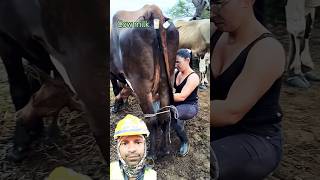 Milk Full Septi Cow Animal