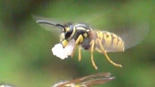 Yellow jackets as flying heavy transporter. Wespen als Schwertransporter der Lüfte