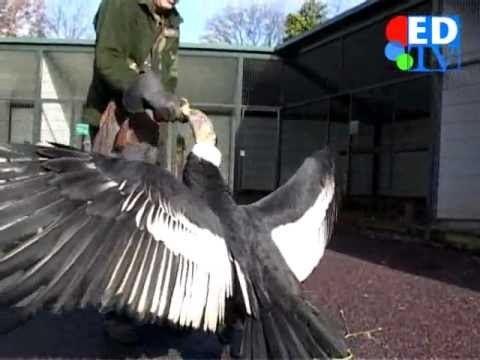 Biggest Bird in the world - YouTube
