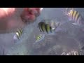Panasonic DMC-FT1 Underwater fish feeding